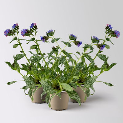 Bio Lungenkraut 'Trevi Fountain®', blauviolett, Topf-Ø 12 cm, 3 Pflanzen