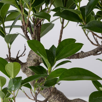 Bonsai in Schale inkl. Holzständer, Art zufällig, Topf-Ø 19cm, Höhe ca. 35 cm Bonsai in Schale inkl. Holzständer, Art zufällig, Topf-Ø 19cm, Höhe ca. 35 cm