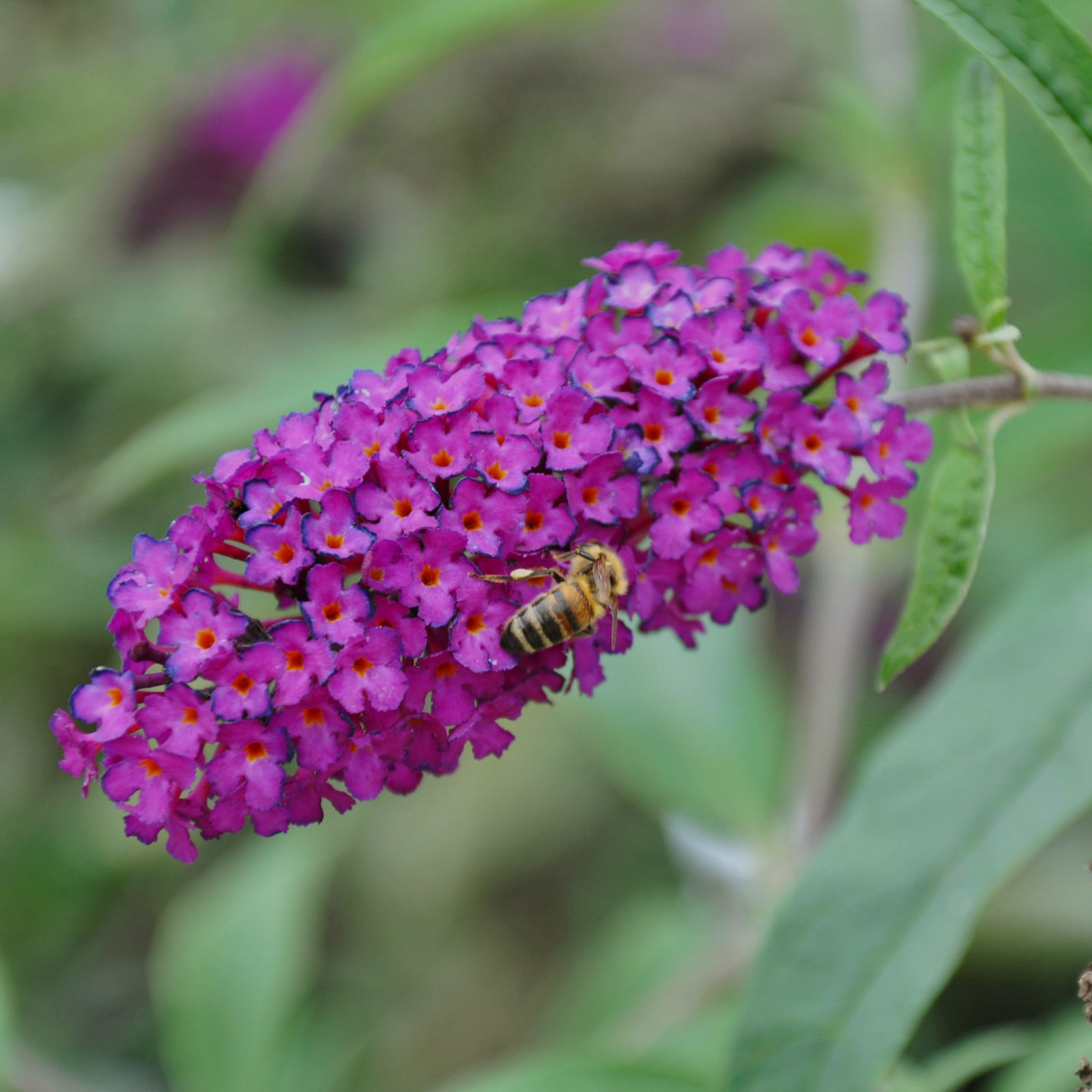 Sommerflieder, Buddleja davidii 'Royal Red', purpurrot, Topf 5 lt.