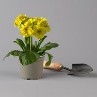 Hohe Schlüsselblume 'Inara® Gold' gold-gelb, Topf-Ø 13 cm, 6er-Set