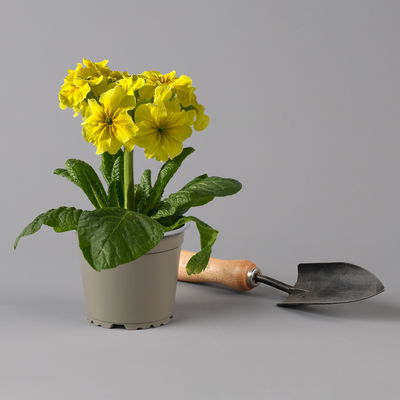 Hohe Schlüsselblume 'Inara® Gold', hellgelb, Topf-Ø 13 cm, 6 Pflanzen Hohe Schlüsselblume 'Inara® Gold', hellgelb, Topf-Ø 13 cm, 6 Pflanzen