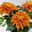 Chrysantheme 'Chrysanne® Zembla Durango' orange großblumig, Topf-Ø 13cm, 6er-Set