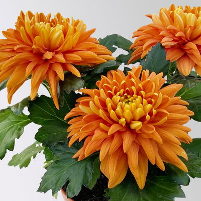 Chrysantheme 'Chrysanne® Zembla Durango', orange, Topf-Ø 13cm, 6 Pflanzen