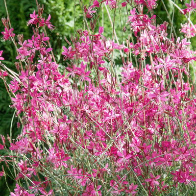 Kölles Beste Prachtkerze pink, 3 Liter Topf Kölles Beste Prachtkerze pink, 3 Liter Topf