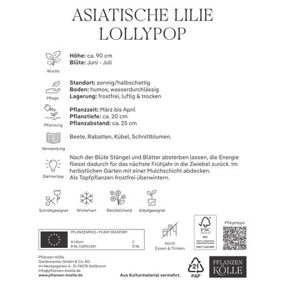 Kölles Beste Blumenknollen, Asiatische Lilie 'Lollypop'