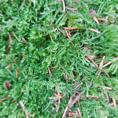 Kugelmoos in der Holzkiste groß, ca. 39 x 23 x 6 cm