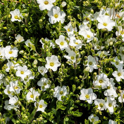 Berg-Sandkraut, weiß, Topf 3 Liter