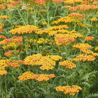 Schafgarbe, tarracotta, Höhe 60 cm, Topf 3 Liter Schafgarbe, tarracotta, Höhe 60 cm, Topf 3 Liter