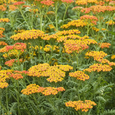 Schafgarbe, tarracotta, Höhe 60 cm, Topf 3 Liter Schafgarbe, tarracotta, Höhe 60 cm, Topf 3 Liter