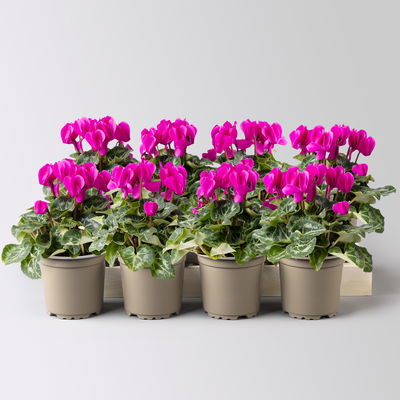 Alpenveilchen lila, Topf-Ø 10,5 cm, Höhe ca. 23 cm, 8 Pflanzen Alpenveilchen lila, Topf-Ø 10,5 cm, Höhe ca. 23 cm, 8 Pflanzen