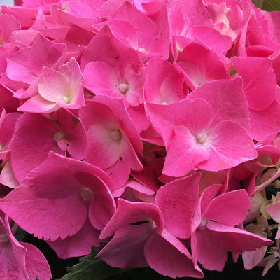 Öfterblühende Gartenhortensie Forever&Ever® Rot, 5 Liter Topf Öfterblühende Gartenhortensie Forever&Ever® Rot, 5 Liter Topf