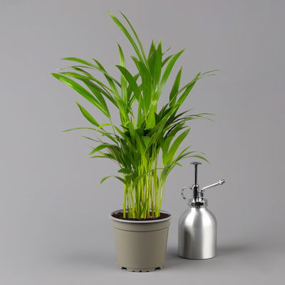 Goldfruchtpalme in Übertopf Vibes gelb, Topf-Ø 13 cm, Höhe ca. 20-30 cm, 2er-Set Goldfruchtpalme in Übertopf Vibes gelb, Topf-Ø 13 cm, Höhe ca. 20-30 cm, 2er-Set