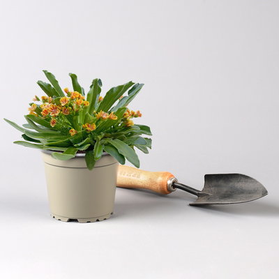 Pflanzenkreation Trockenzauberer, groß, 6 Pflanzen inkl. Erde und Dünger