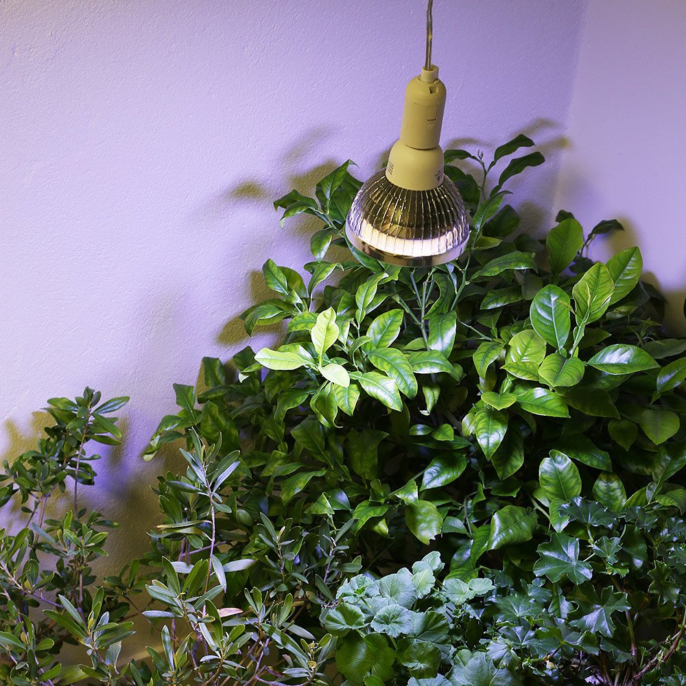 Pflanzenlampe Winter 18 W