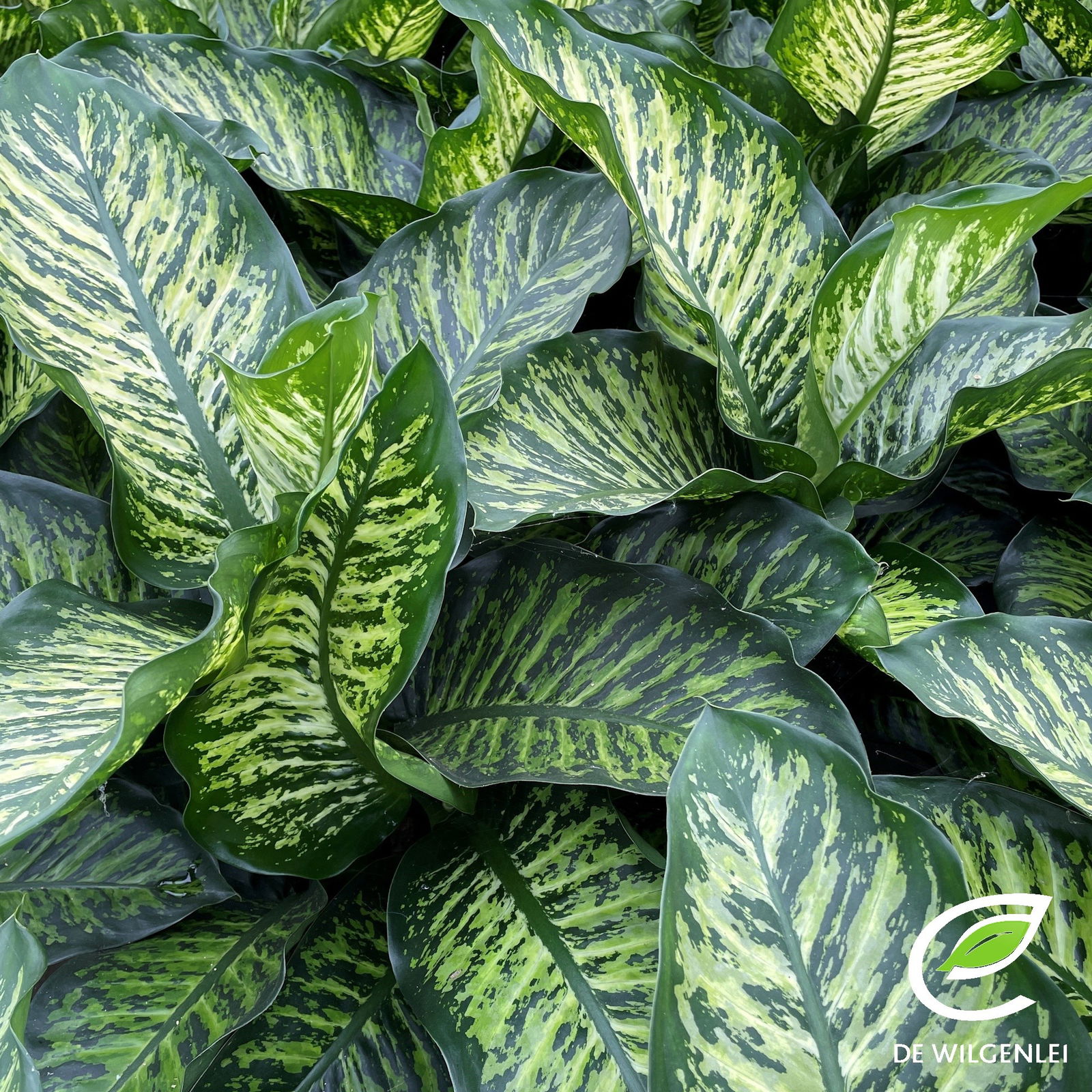 Dieffenbachie 'Maroba', Topf-Ø 21 cm, Höhe ca. 80 cm Dieffenbachie 'Maroba', Topf-Ø 21 cm, Höhe ca. 80 cm