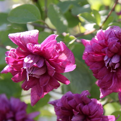Italienische Waldrebe 'Purpurea Plena Elegans', 2er-Set, purpurviolett