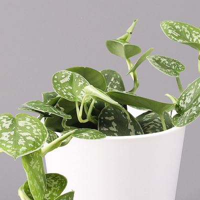 Scindapsus pictus 'Argyraeus' in Keramitopf Dallas weiß, Topf-Ø 12 cm