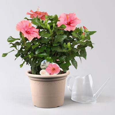 Hibiskus, Farbe zufällig, Busch, Topf-Ø 21 cm, Höhe ca. 50 cm