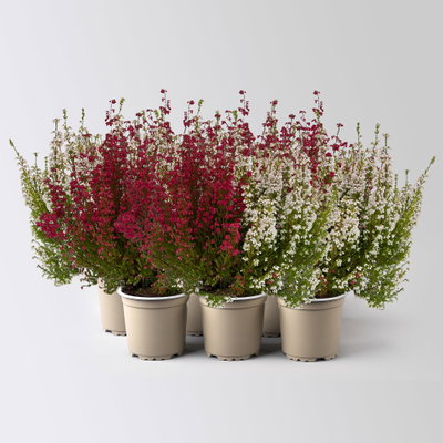 Glockenheide 'Duo', rot-weiß, Topf-Ø 11 cm, 6 Pflanzen Glockenheide 'Duo', rot-weiß, Topf-Ø 11 cm, 6 Pflanzen