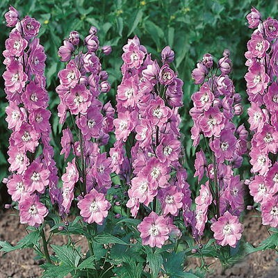 Rittersporn 'New Millenium', rosa, Topf 11x11 cm, 3 Pflanzen Rittersporn 'New Millenium', rosa, Topf 11x11 cm, 3 Pflanzen