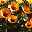 Hibiskus, HibisQs Graff® 'Petit Orange', Topf-Ø 13 cm, Höhe ca. 35 cm, 2er-Set