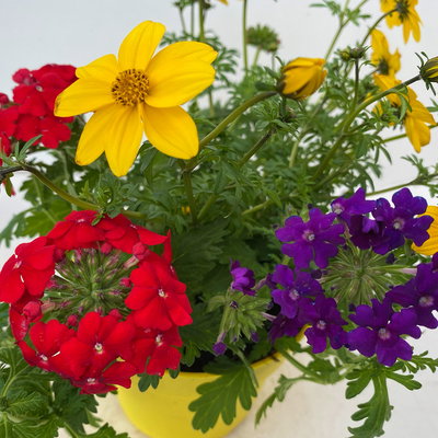 Sommerblumen Mix TrioMio™ bunt, Mix zufällig, Topf-Ø 12 cm, 6er-Set