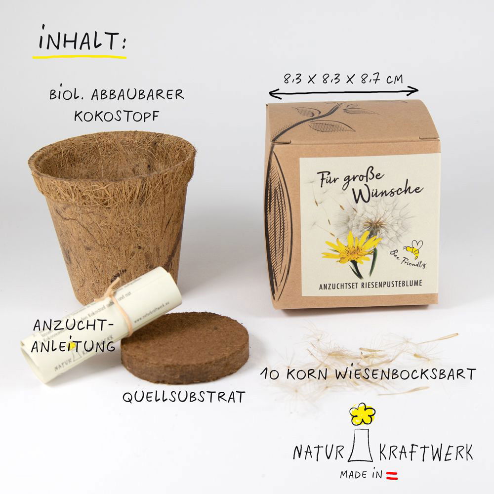 Anzuchtset Riesenpusteblume, gelb