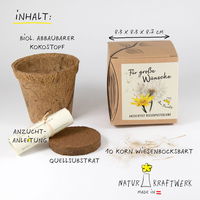 Anzuchtset Riesenpusteblume, gelb