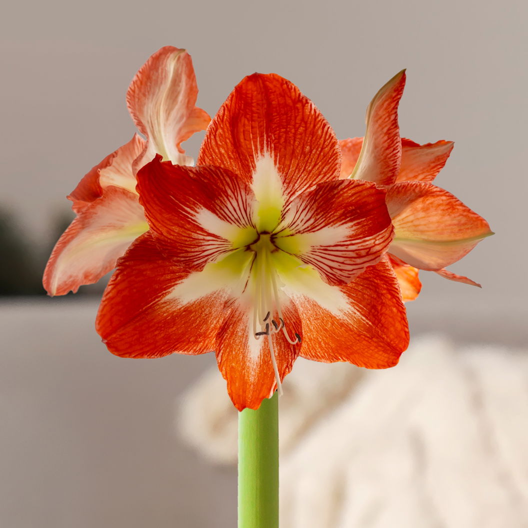 Amaryllis in Wachs, Dekor 'Basic White', Blüte rot-weiß