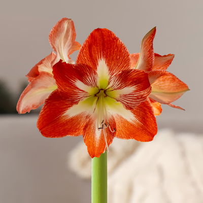 Amaryllis in Wachs XL, Dekor 'Basic White', Blüte rot-weiß Amaryllis in Wachs XL, Dekor 'Basic White', Blüte rot-weiß