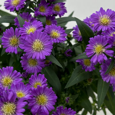 Aster novi-belgii Farben zufällig, Topf-Ø 12 cm, 6er-Set Aster novi-belgii Farben zufällig, Topf-Ø 12 cm, 6er-Set