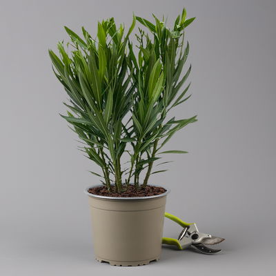 Oleander, Farbe zufällig, Topf-Ø 18 cm, Höhe ca. 50 cm
