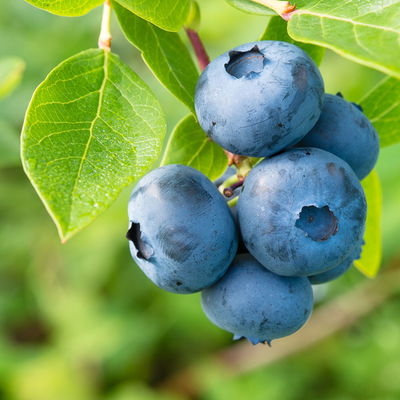Heidelbeeren 'Klassiker', 4er-Set, Topf je 2 Liter Heidelbeeren 'Klassiker', 4er-Set, Topf je 2 Liter