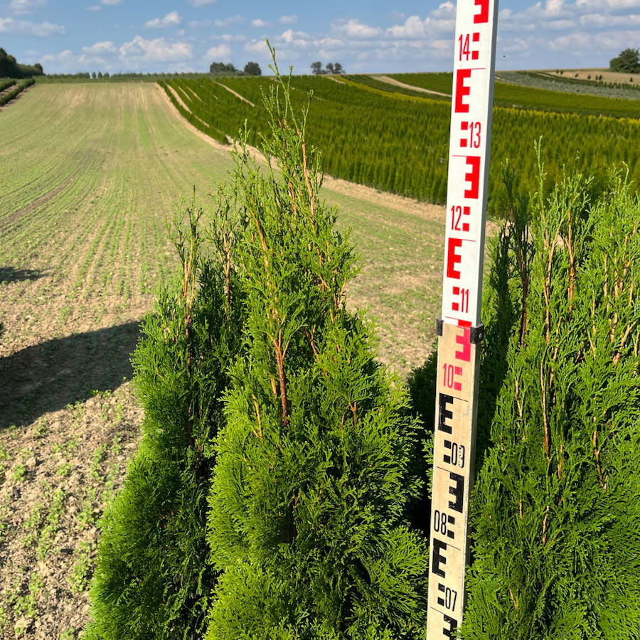 Thuja occidentalis 'Smaragd', Höhe 100 - 125 cm, mit Ballen, 10 Stück