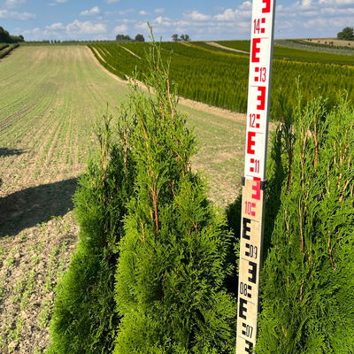 Thuja occidentalis 'Smaragd', Höhe 100 - 125 cm, mit Ballen, 10 Stück Thuja occidentalis 'Smaragd', Höhe 100 - 125 cm, mit Ballen, 10 Stück