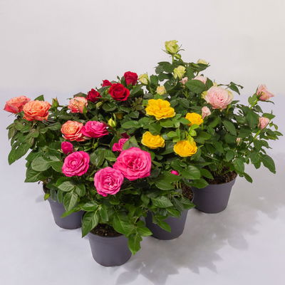 Rose Patio, zufällige Farben, Topf-Ø 13 cm, 6 Pflanzen
