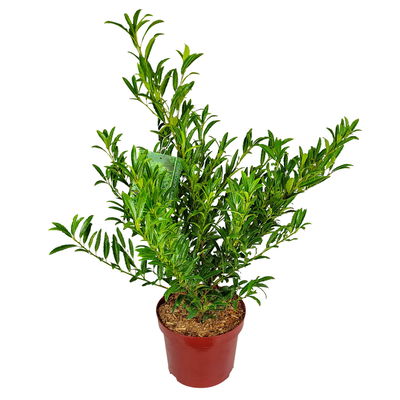 Schmalblättriger Kirschlorbeer 'Sofia' (S), Topf 5 Liter, 50er-Set Schmalblättriger Kirschlorbeer 'Sofia' (S), Topf 5 Liter, 50er-Set