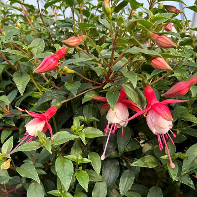 Fuchsie, Stamm, Farbe zufällig, Topf-Ø 23 cm Fuchsie, Stamm, Farbe zufällig, Topf-Ø 23 cm