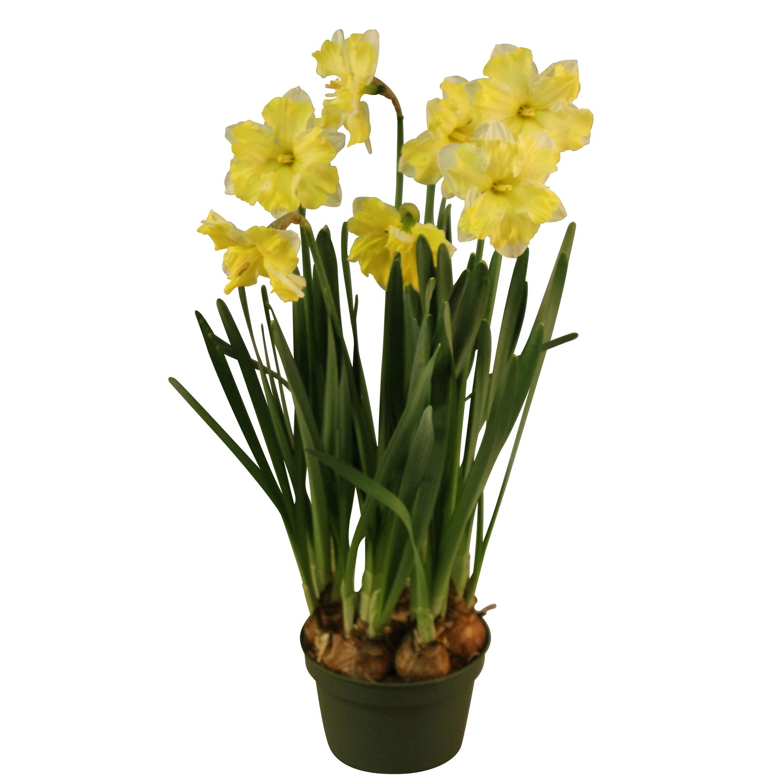 Narzisse 'Cassata' hellgelb, vorgetrieben, Topf-Ø 15 cm, 3 Pflanzen