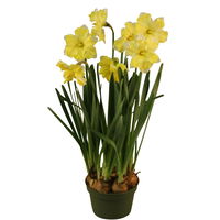 Narzisse 'Cassata' hellgelb, vorgetrieben, Topf-Ø 15 cm, 3 Pflanzen
