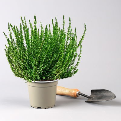 Knospenheide'Picasso', grün gefärbt, Topf-Ø 12 cm, 6 Pflanzen Knospenheide'Picasso', grün gefärbt, Topf-Ø 12 cm, 6 Pflanzen