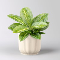 Aglaonema 'Lemon Mint', Topf-Ø 12 cm, inkl. Übertopf Vibes leinenweiß Aglaonema 'Lemon Mint', Topf-Ø 12 cm, inkl. Übertopf Vibes leinenweiß