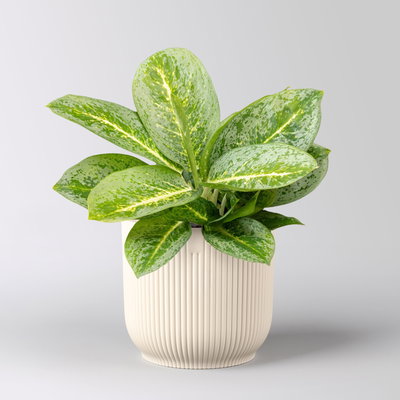Aglaonema 'Lemon Mint', Topf-Ø 12 cm, inkl. Übertopf Vibes leinenweiß Aglaonema 'Lemon Mint', Topf-Ø 12 cm, inkl. Übertopf Vibes leinenweiß