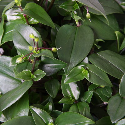 Dreimasterblume 'Green Hill', Ampeltopf-Ø 18 cm, Höhe ca. 35 cm