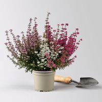 Glockenheide 'Trio' rot-rosa-weiß, Topf-Ø 12cm, 6 Pflanzen Glockenheide 'Trio' rot-rosa-weiß, Topf-Ø 12cm, 6 Pflanzen