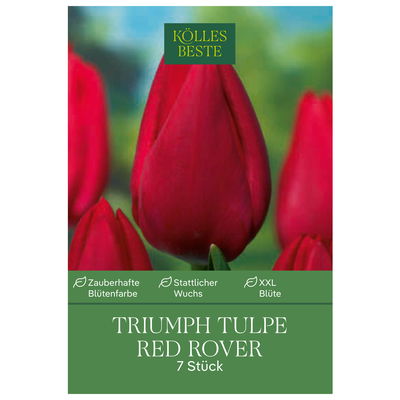 Triumph Tulpen 'Red Rover', rot, 7 Blumenzwiebeln