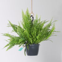 Grünpflanzen-Set Farn-Duo, Hängeampel-Ø 17/18 cm, 2 Pflanzen