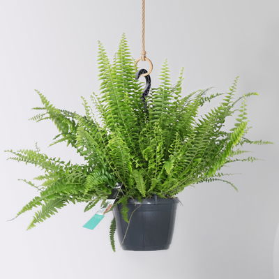 Grünpflanzen-Set Farn-Duo, Hängeampel-Ø 17/18 cm, 2 Pflanzen