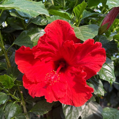 Hibiskus, Farbe zufällig, Stamm, Topf-Ø 33 cm, Höhe ca. 150 cm