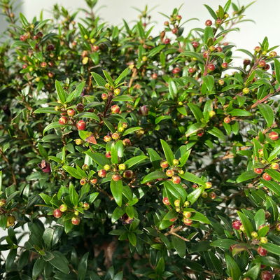 Myrte, weiß, Topf-Ø 19 cm, Höhe ca. 35 cm